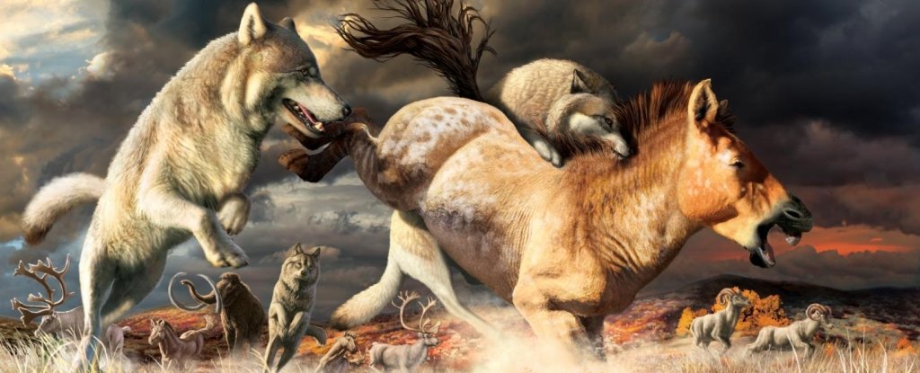 Illustration of Pleistocene wolves taking down prey. 