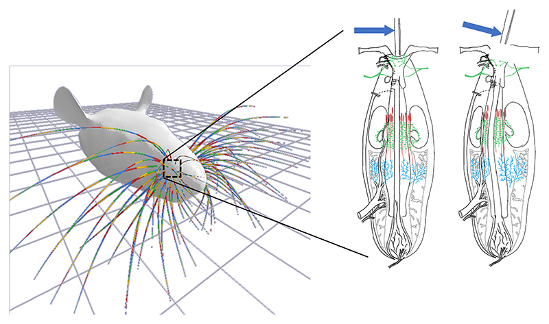 whisker scan