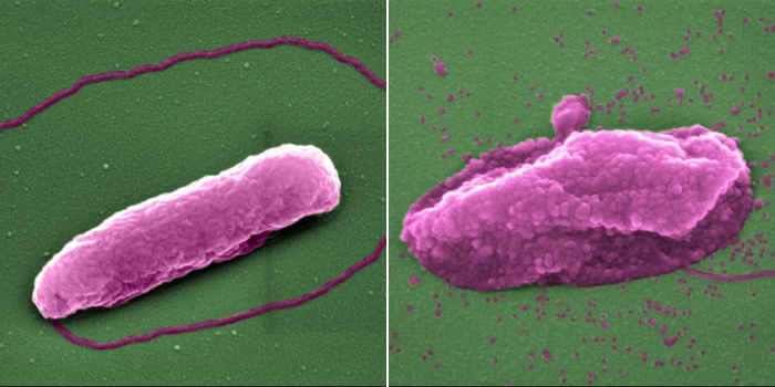 010 colistin antibiotic 1