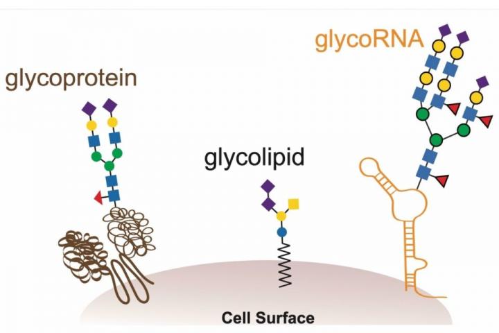Three products of glycolysis, including the newly discovered glycoRNA. (Ryan Flynn)
