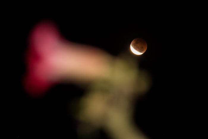 Eclipsed moon in a dark sky with an out of focus flower in the foreground