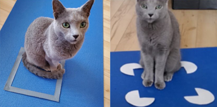 A cat sitting in the xxx illusion square (right). (Smith et al, xxxx  2021)