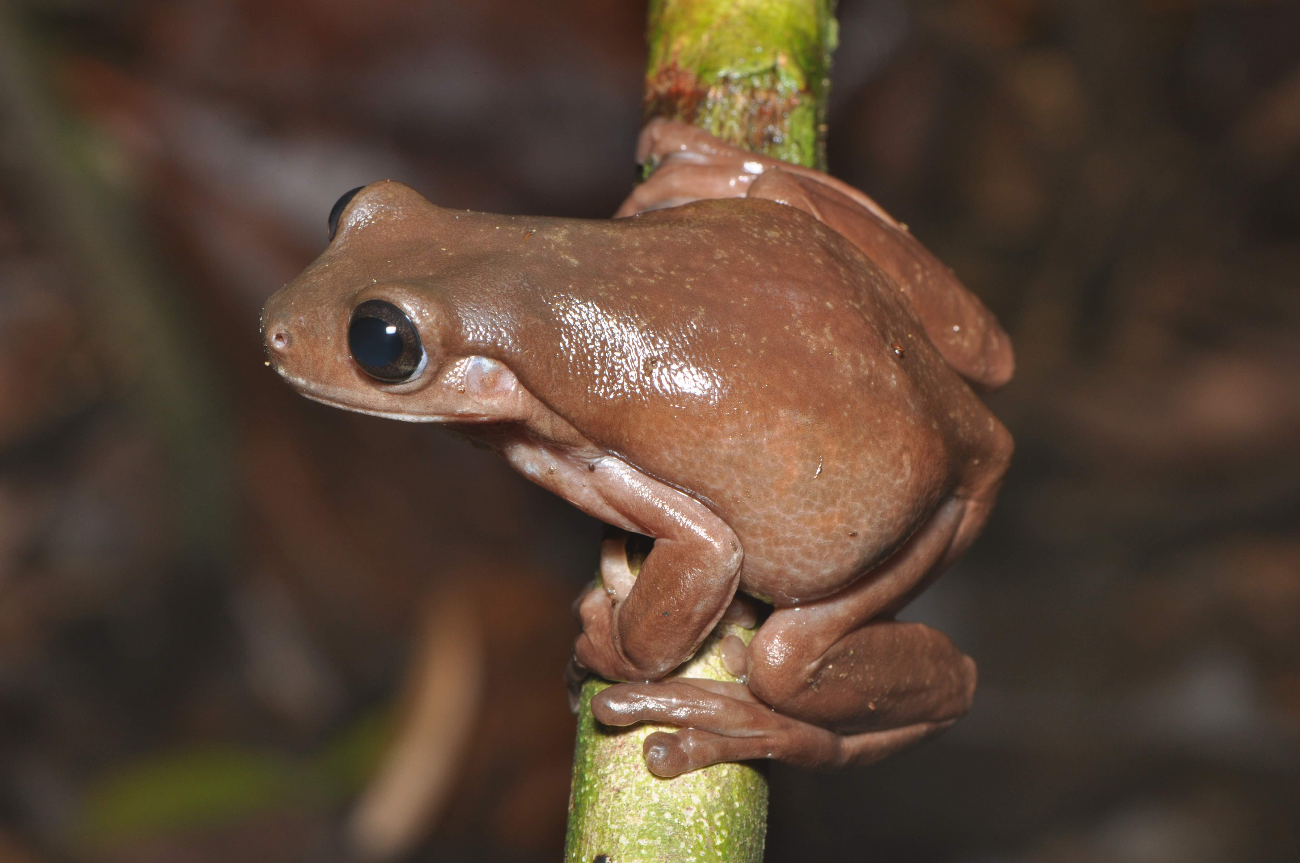 Litoria mira Photo S Richards 1