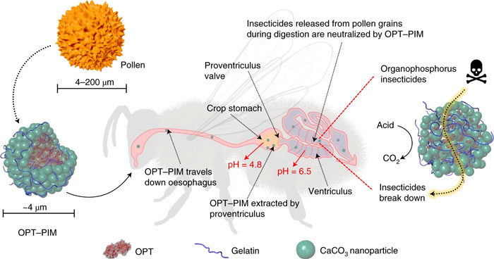 A diagram shows a pollen-sized microparticle is able to detoxify a bee's stomach of insecticides