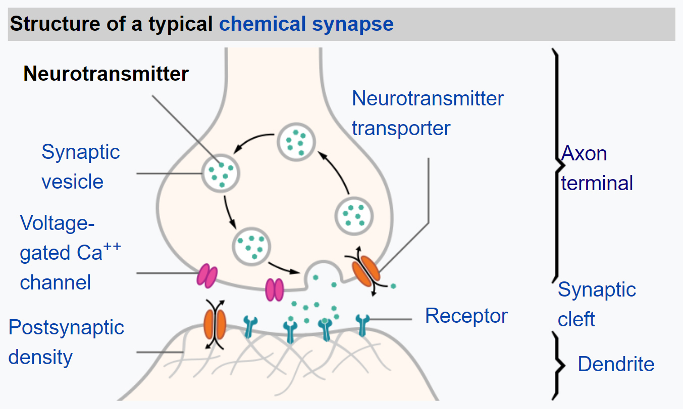 NeuronSynapseStructureDiagram