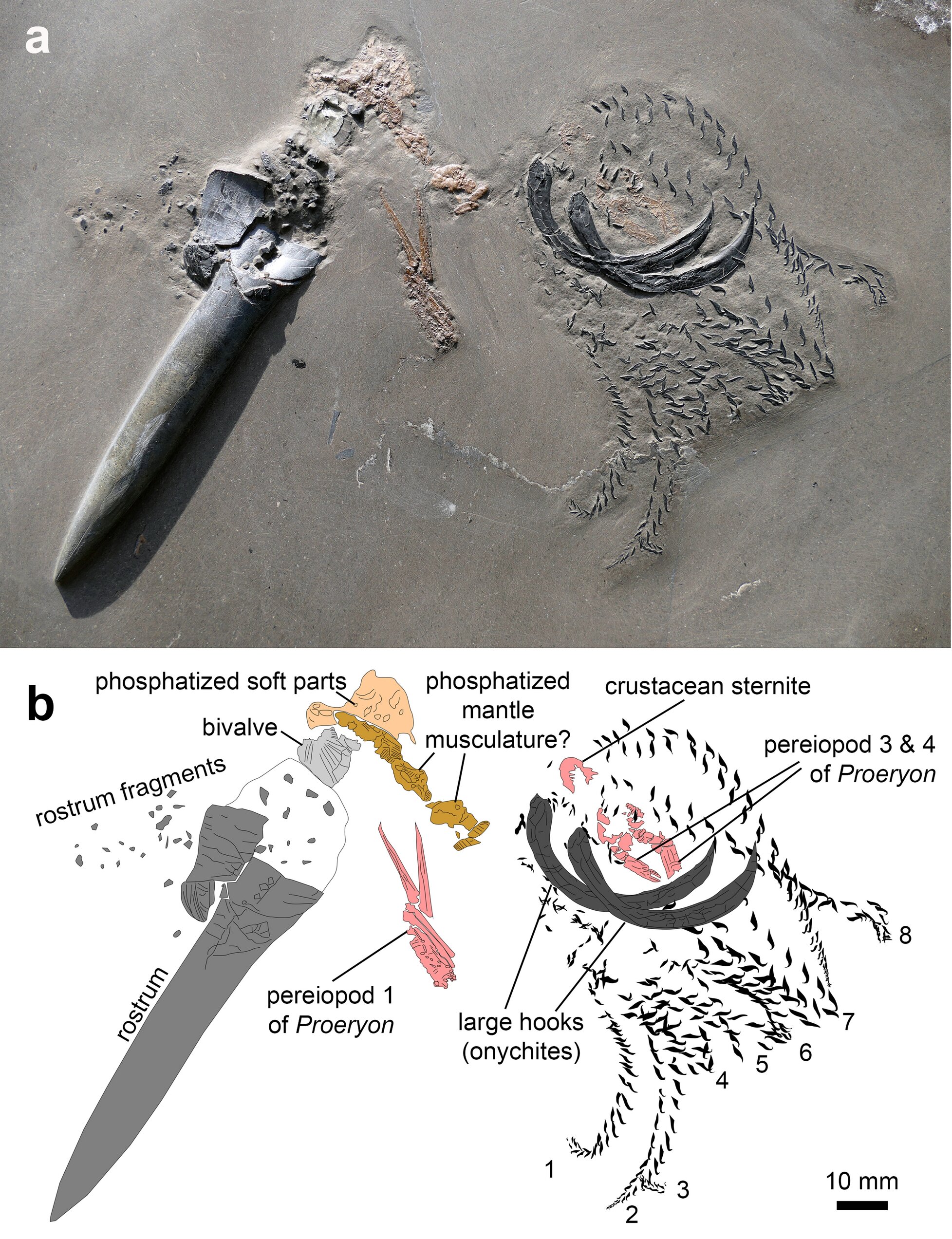 fossil found of ancien 1 2