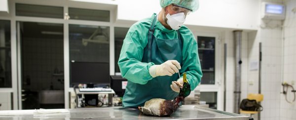 Highly pathogenic bird flu outbreak already reported in 46 countries, scientists warn