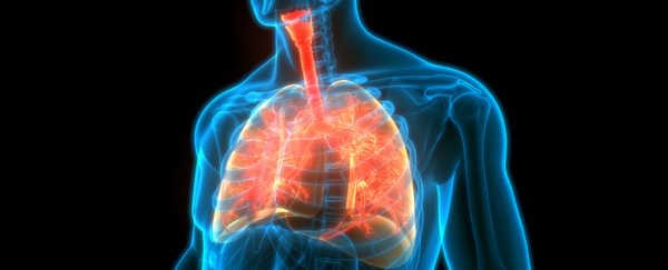 lungs