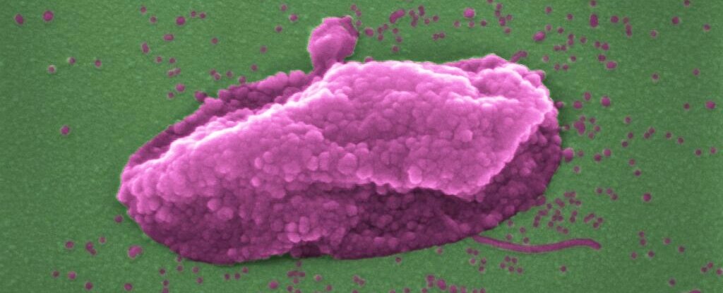 P. aeruginosa being ‘popped’ by colistin. 