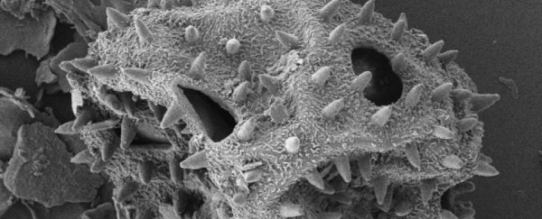 Mass extinction in the human gut revealed by fossil remains of 2,000-year-old feces