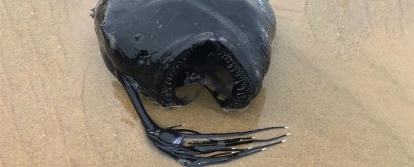 Bizarre Deep-Sea Fish Washes Up on a California Beach in Extremely Rare Case