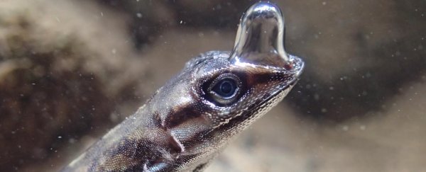 These adorable lizards figured out a genius way to breathe underwater