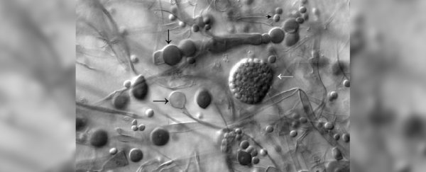 Potentially deadly 'black fungus' keeps showing up in COVID-19 patients in India