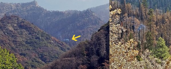 One tree is still smoldering after last year's Californian wildfires
