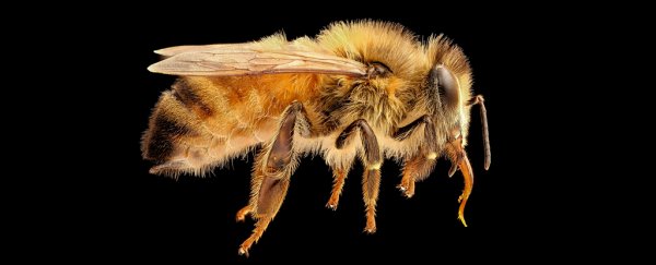 Bees have been trained to smell COVID-19 and identify a case within seconds