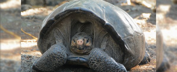 A giant tortoise thought extinct for over 100 years has been found in Galapagos
