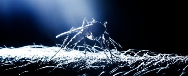 Study of brave volunteers infected with malaria reveals where it hides in the body