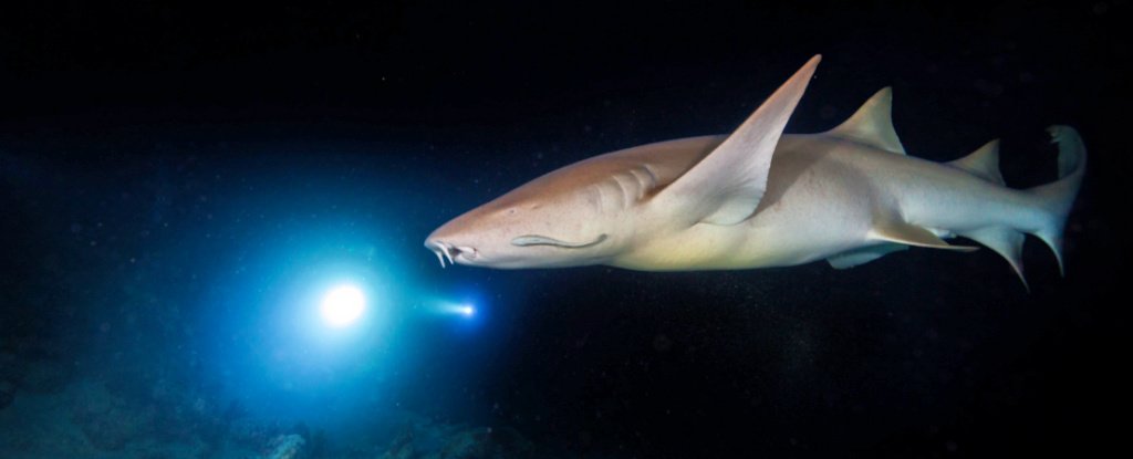 A bonnethead shark hunting at night. 