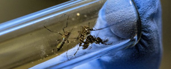 The first genetically modified mosquitoes have just been released in the US