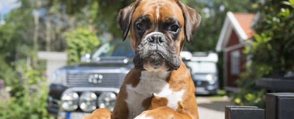 Bonding with your dog involves lots of mutual gazing. Not all breeds find it so easy