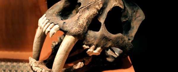 Newly identified species of saber-toothed cat was so big it hunted rhinos in America