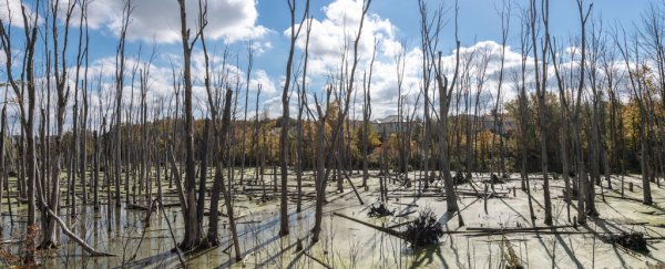 Ghost tree 'farts' are a silent contributor to greenhouse gas emissions