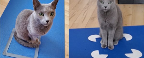 Groundbreaking cat science shows they love to sit in illusory boxes, too
