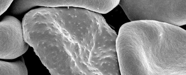 Surprise discovery in the human spleen could 'redefine' what we know about malaria