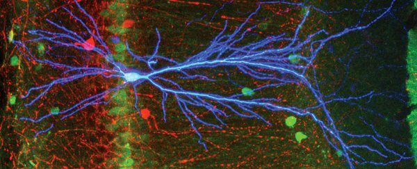 In major find, scientists catch nerve cells send information in the 'wrong' direction