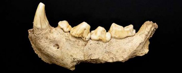 Grisly Lair in Italy Was Where Ancient Hyenas Feasted on Their Neanderthal Prey