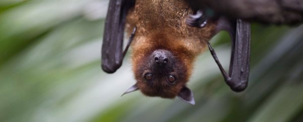 The speed of sound is innately encoded in the brains of bats, scientists discover