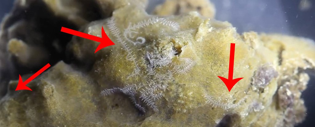 Branching worm living in a sponge. 