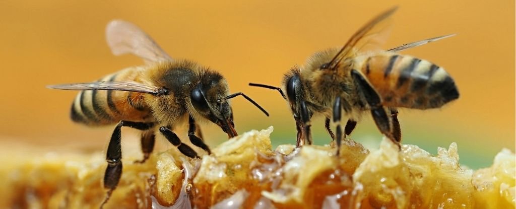 Unbelievable' Video Shows Two Bees Work Together to Unscrew a Soda Bottle