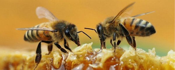 Two bees on a honeycomb.