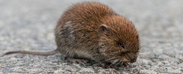 These little creatures have the 'weirdest sex chromosome system known to science'