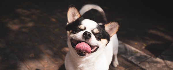 Your relationship with your dog has a curious link to their long-term stress
