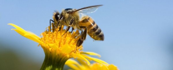 Detoxifying enzymes encased in microparticles Could Protect Bees From Pesticides