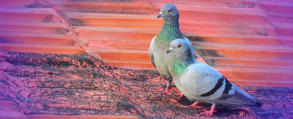 In unprecedented feat, scientists figure out how many wild birds live on the planet