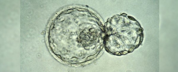 What is the 14-day limit in embryo research? Here's why you need to know about this