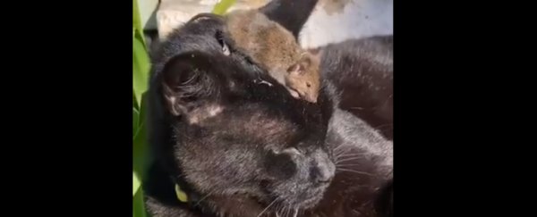A literal mouse plague is terrorizing towns in eastern Australia right now