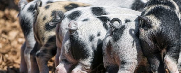 Pigs and rodents can breathe through their butts, and this could be a vital discovery
