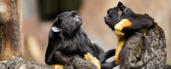 Monkeys pick up 'accents' when they want to blend in with neighboring kin