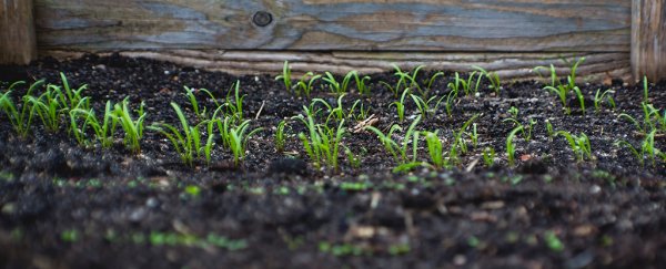 Scientists just discovered a hidden pattern in soil's carbon emissions