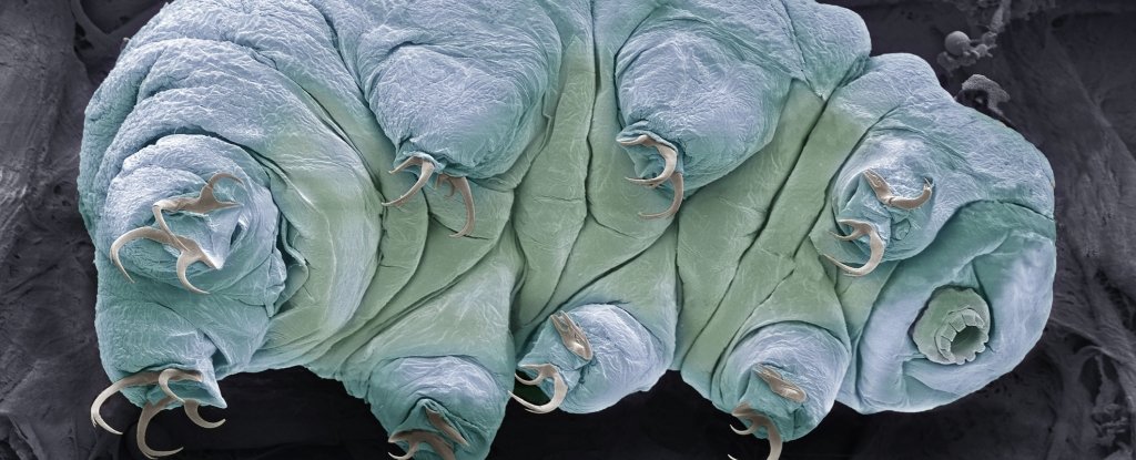 How do we know? Scientists actually did it - and, believe it or not, it's for a good cause. They wanted to know if tardigrade-like organisms could sur