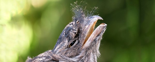 Meet the world's most 'Instagrammable' bird, according to science