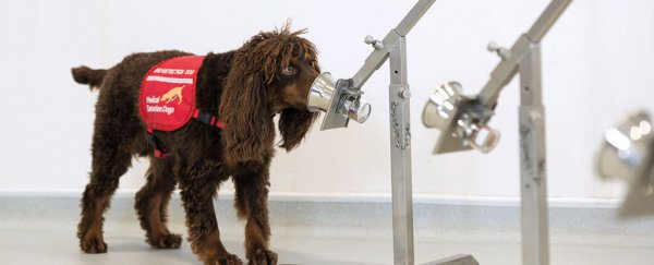 Dogs can detect over 90% of COVID-19 cases, even asymptomatic ones