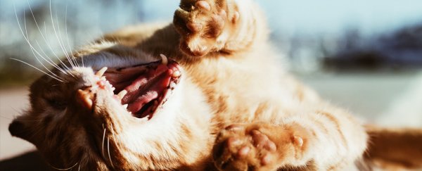 A cat yawning and stretching its legs.