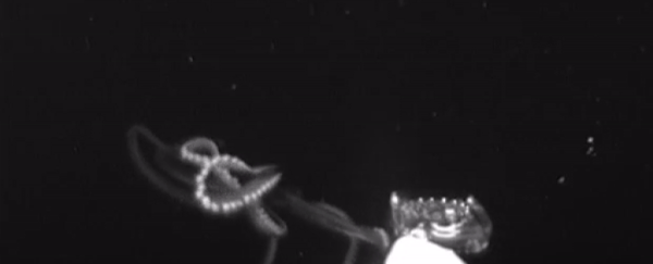 First-of-Its-Kind Video Shows How Giant Squid Hunt Their Prey Deep in The Ocean