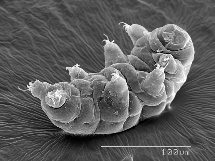 tardigrade lying around getty