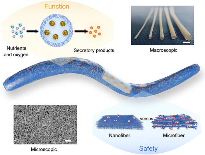 Implant thread showing entry of nutrients and exit of secretions, with the nanofibre weave